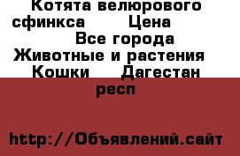 Котята велюрового сфинкса. .. › Цена ­ 15 000 - Все города Животные и растения » Кошки   . Дагестан респ.